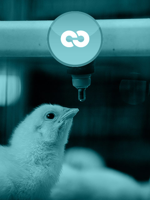 BelleAqua Agro - home - onze oplossingen - Kuiken drinkt water